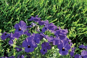 photo gallery 01