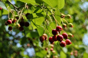 photo gallery 02