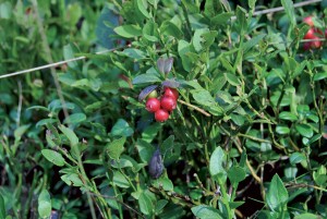 photo gallery 07