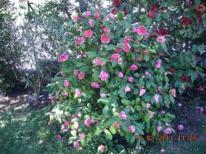 photo gallery 12