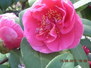 photo gallery 13