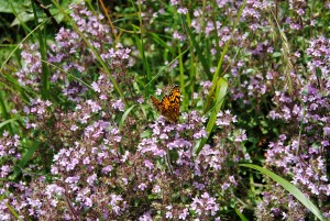photo gallery 14