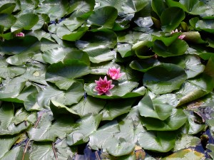 photo gallery 15