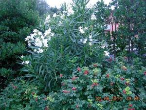 photo gallery 32