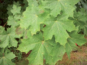 photo gallery 35